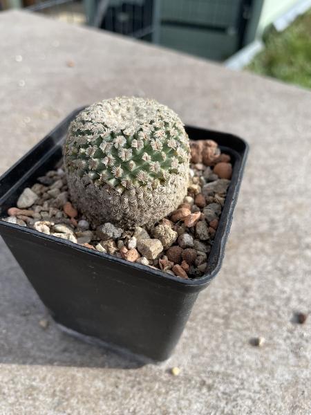 Turbinicarpus valdezianus